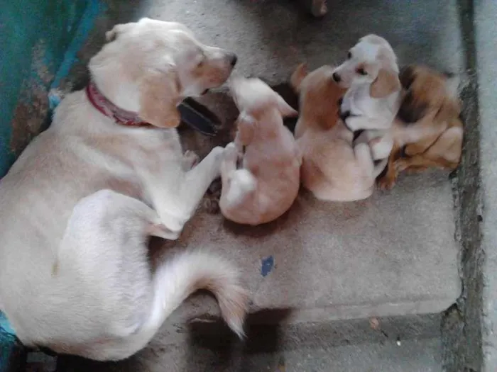 Cachorro raça indefinida idade 2 a 6 meses nome FOFOS