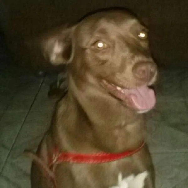 Cachorro ra a Labrador idade 2 anos nome Lolla GRATIFICA