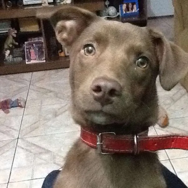 Cachorro ra a Labrador idade 2 anos nome Lolla GRATIFICA