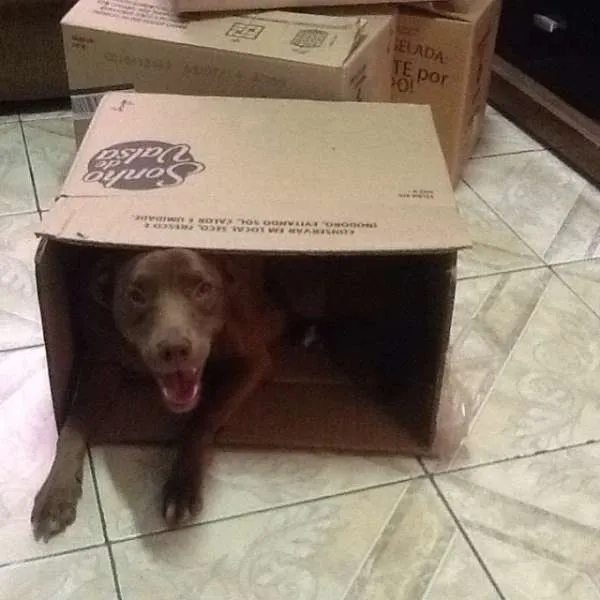 Cachorro ra a Labrador idade 2 anos nome Lolla GRATIFICA