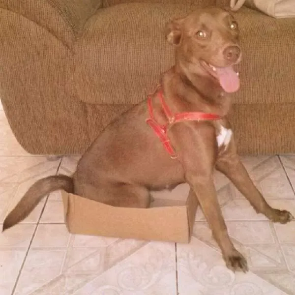 Cachorro ra a Labrador idade 2 anos nome Lolla GRATIFICA