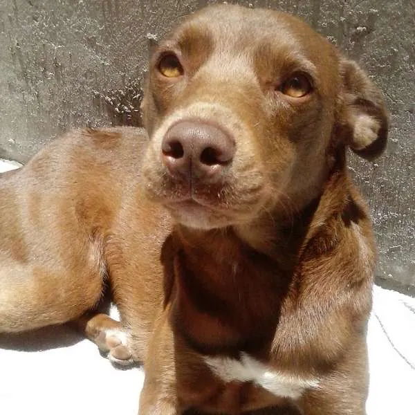 Cachorro ra a Labrador idade 2 anos nome Lolla GRATIFICA