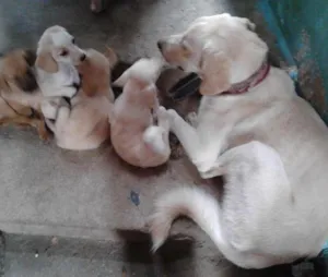 Cachorro raça indefinida idade 2 a 6 meses nome FOFOS