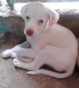 FOFOS