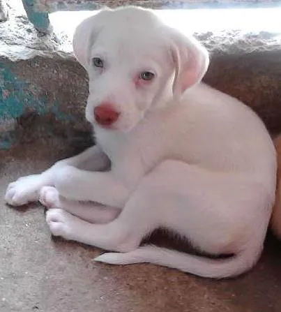 Cachorro raça indefinida idade 2 a 6 meses nome FOFOS
