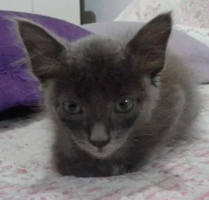 Gato raça SRD idade Abaixo de 2 meses nome CHARLOTE