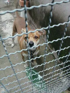 Cachorro ra a não sei idade 2 anos nome THOR
