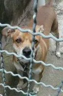 Cachorro ra a não sei idade 2 anos nome THOR