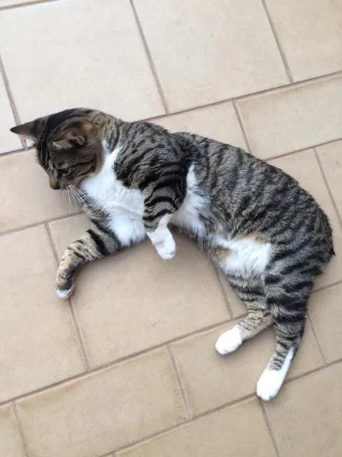 Gato ra a  idade  nome Agostinho