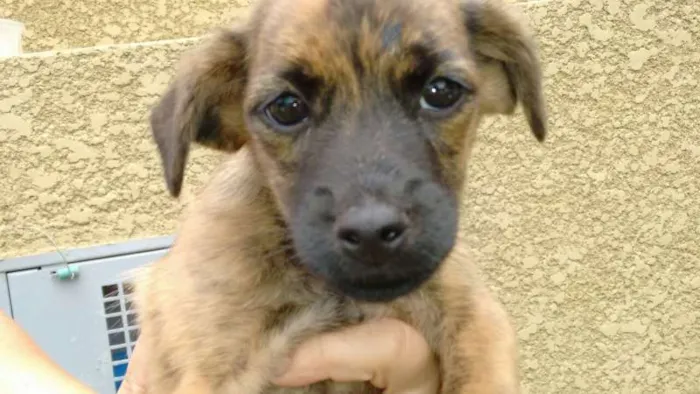 Cachorro ra a SRD idade 2 a 6 meses nome SEM NOME