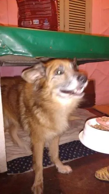 Cachorro ra a vira lata idade 6 ou mais anos nome Kiko