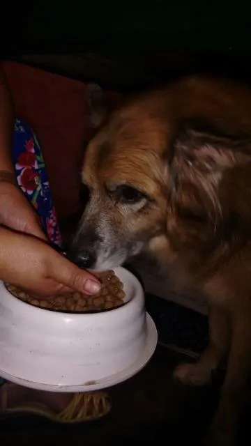 Cachorro ra a vira lata idade 6 ou mais anos nome Kiko