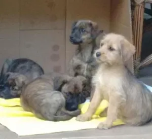 Cachorro raça SRD idade 2 a 6 meses nome SEM NOME