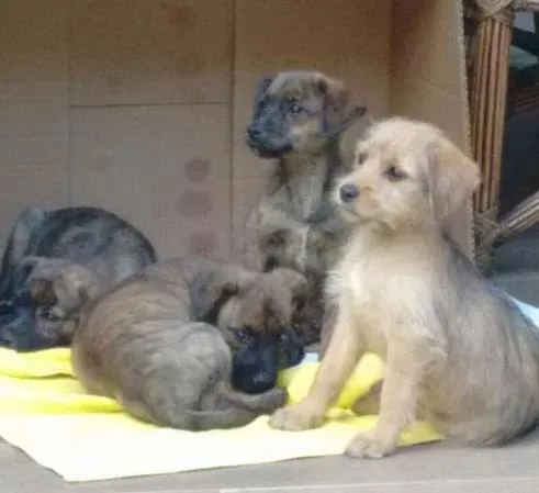 Cachorro ra a SRD idade 2 a 6 meses nome SEM NOME