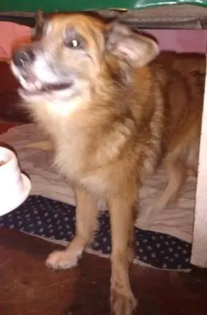Cachorro raça vira lata idade 6 ou mais anos nome Kiko