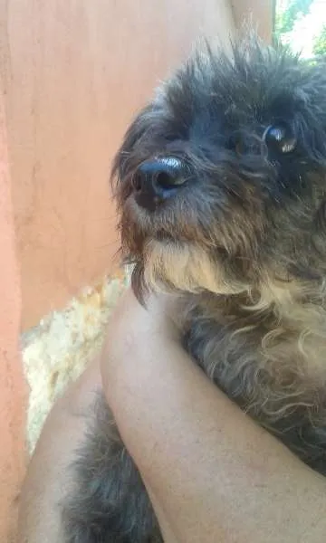 Cachorro ra a Poodle idade 1 ano nome Hanna