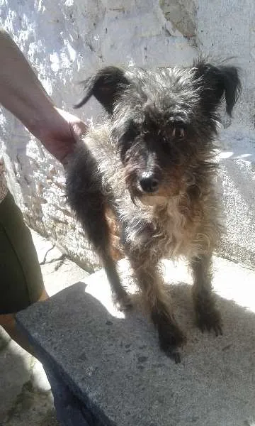 Cachorro ra a Poodle idade 1 ano nome Hanna