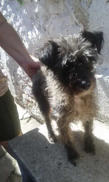 Cachorro ra a Poodle idade 1 ano nome Hanna