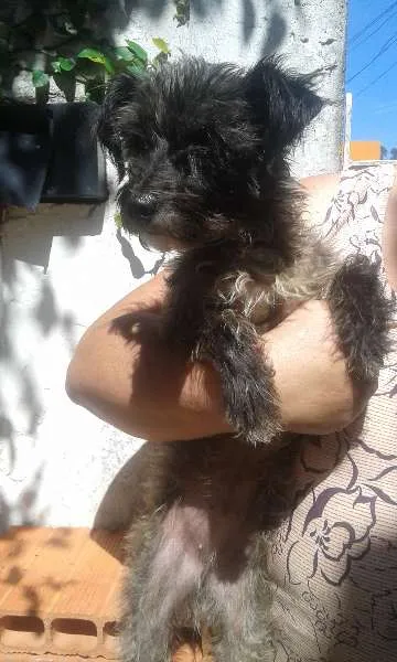 Cachorro ra a Poodle idade 1 ano nome Hanna