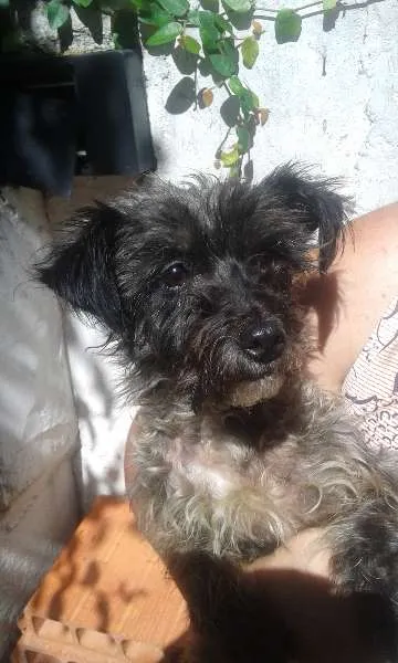Cachorro ra a Poodle idade 1 ano nome Hanna