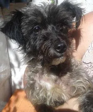 Cachorro ra a Poodle idade 1 ano nome Hanna