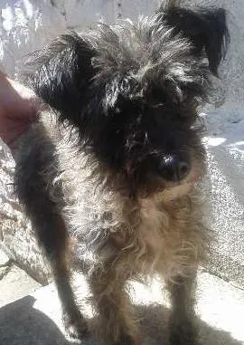 Cachorro raça Poodle idade 1 ano nome Hanna