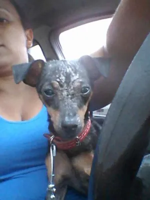 Cachorro raça pincher idade 1 ano nome Angel