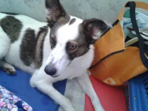Cachorro raça border collie com viralatas idade 3 anos nome nina