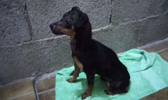 Cachorro ra a pincher idade 1 ano nome Angel