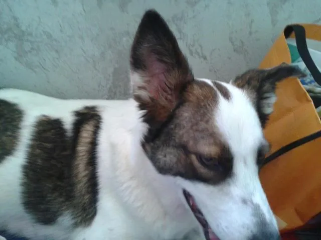 Cachorro ra a border collie com viralatas idade 3 anos nome nina