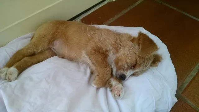 Cachorro ra a Vira Lata idade Abaixo de 2 meses nome Mel