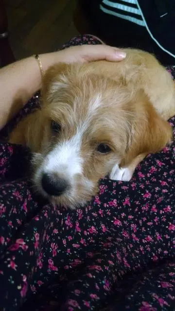 Cachorro ra a Vira Lata idade Abaixo de 2 meses nome Mel