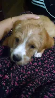Mel