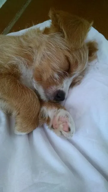 Cachorro ra a Vira Lata idade Abaixo de 2 meses nome Mel
