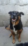 Tetê