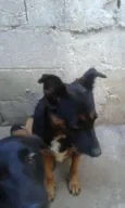 Tetê
