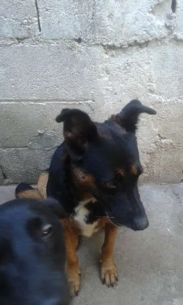 Cachorro ra a mestica  idade 2 anos nome Tetê