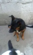 Tetê