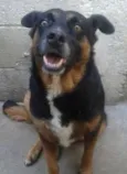 Tetê