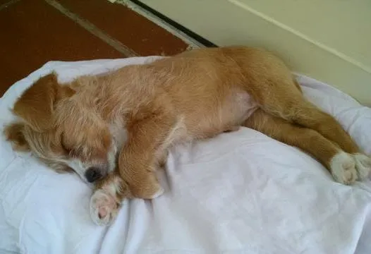 Cachorro ra a Vira Lata idade Abaixo de 2 meses nome Mel
