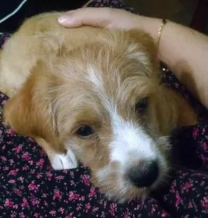 Cachorro raça Vira Lata idade Abaixo de 2 meses nome Mel