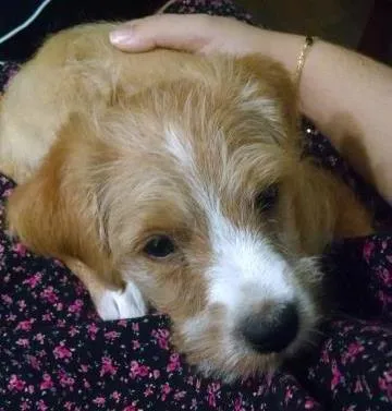 Cachorro ra a Vira Lata idade Abaixo de 2 meses nome Mel
