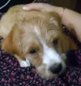 Mel
