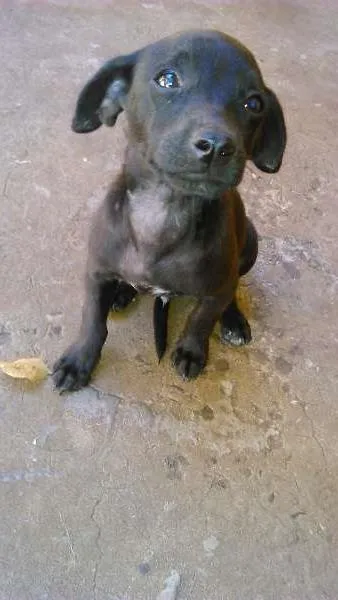 Cachorro ra a  idade 2 a 6 meses nome gordinho