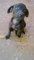 gordinho