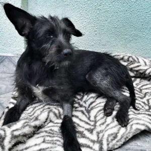 Cachorro raça Vira Lata idade 2 a 6 meses nome Lily