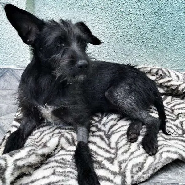 Cachorro ra a Vira Lata idade 2 a 6 meses nome Lily