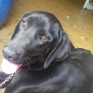 Cachorro raça Labrador idade 3 anos nome King