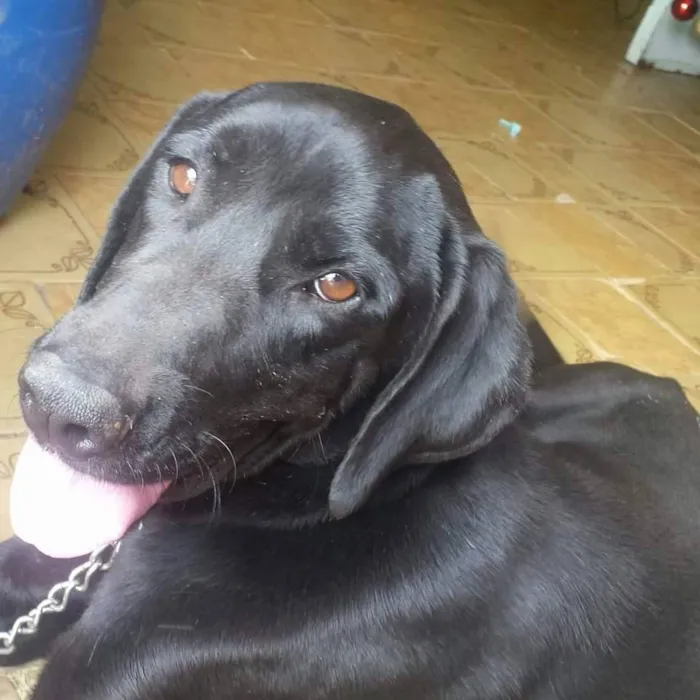Cachorro ra a Labrador idade 3 anos nome King