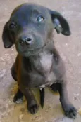 gordinho